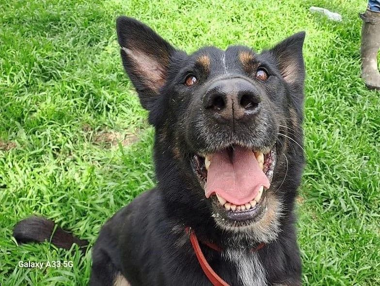Mazli, male 7yo Mixed Breed for adoption at Pfotenhilfe-Ungarn e.V., Schnarup-Thumby