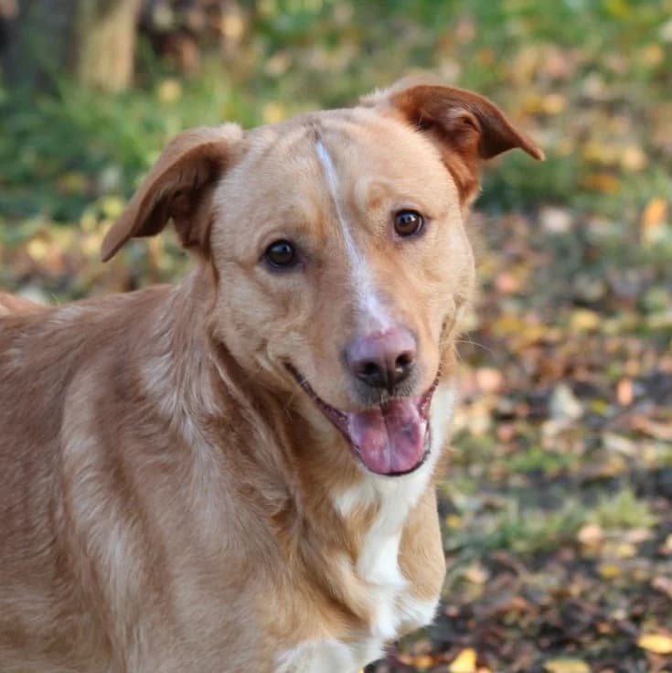 Zsömi, male 6yo Mixed Breed for adoption at Pfotenhilfe-Ungarn e.V., Schnarup-Thumby