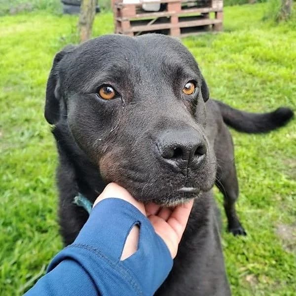 Merlin, male 5yo Mixed Breed for adoption at Pfotenhilfe-Ungarn e.V., Schnarup-Thumby