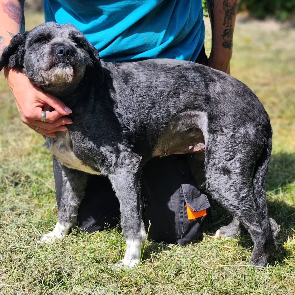 Bitte spenden Sie hier, female 3yo Mixed Breed for adoption at Pfotenhilfe-Ungarn e.V., Schnarup-Thumby