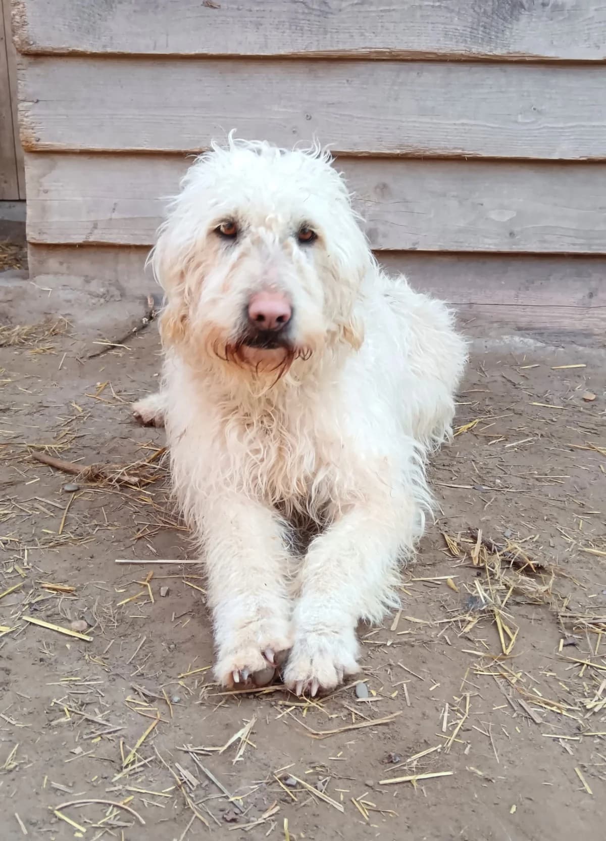 Bitte spenden Sie hier, female 4yo Mixed Breed for adoption at Pfotenhilfe-Ungarn e.V., Schnarup-Thumby