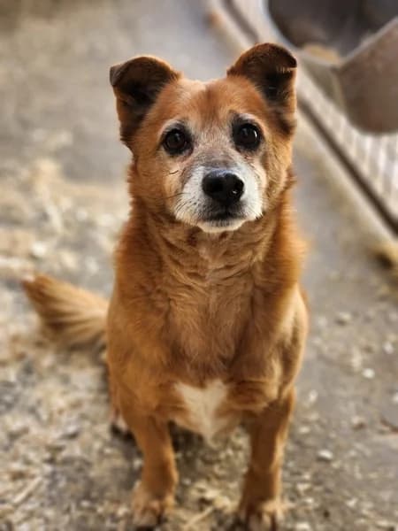 Macika, male senior Mixed Breed for adoption at Pfotenhilfe-Ungarn e.V., Schnarup-Thumby