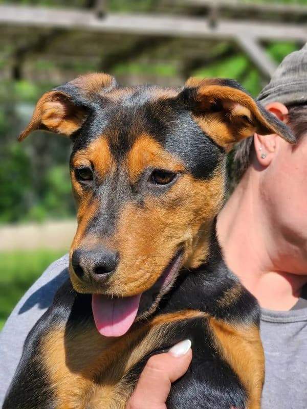 Bitte spenden Sie hier, male puppy Mixed Breed for adoption at Pfotenhilfe-Ungarn e.V., Schnarup-Thumby