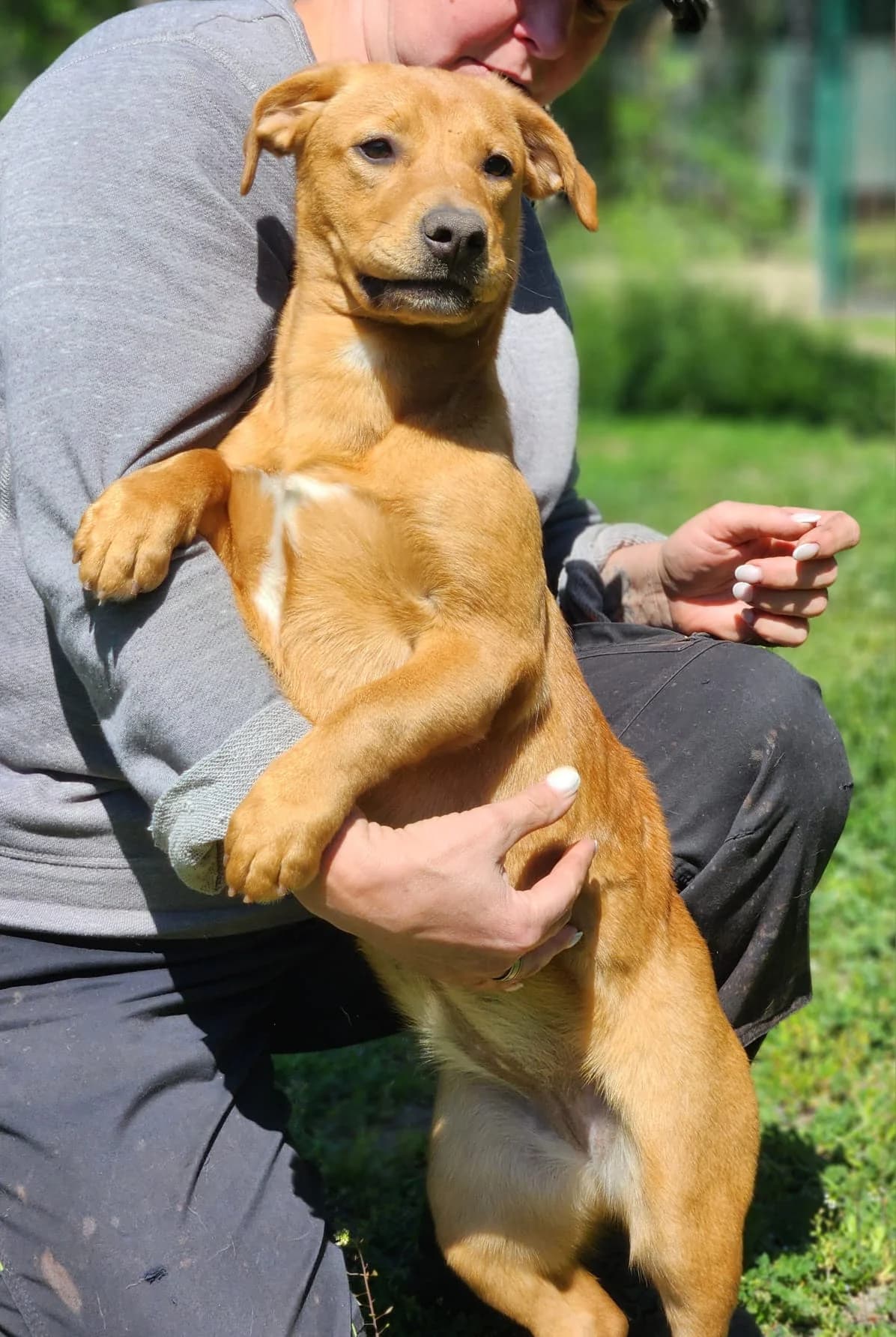 Dog, female young Mixed Breed for adoption at Pfotenhilfe-Ungarn e.V., Schnarup-Thumby