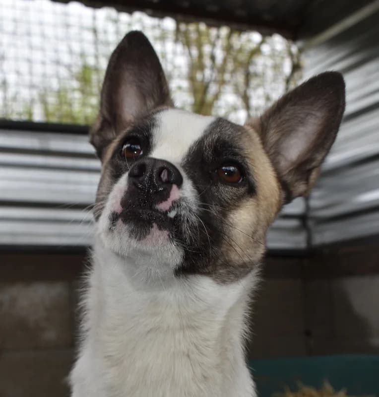 Amador, male 7yo Mixed Breed for adoption at Pfotenhilfe-Ungarn e.V., Schnarup-Thumby