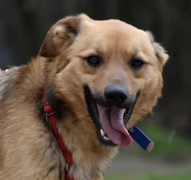 Juice, male 4yo German Shepherd for adoption at Pfotenhilfe-Ungarn e.V., Schnarup-Thumby