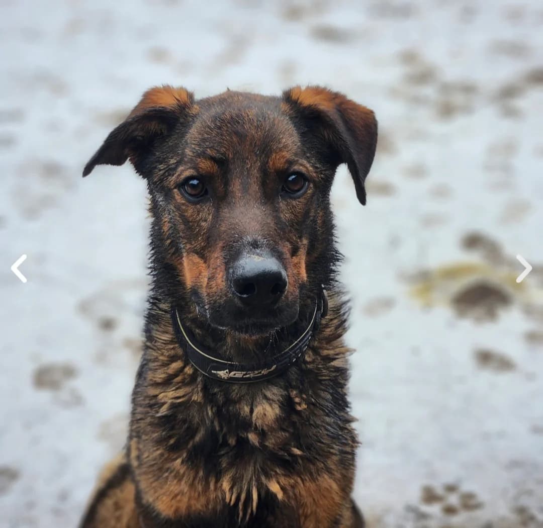 Rex, male 3yo Mixed Breed for adoption at Pfotenhilfe-Ungarn e.V., Schnarup-Thumby