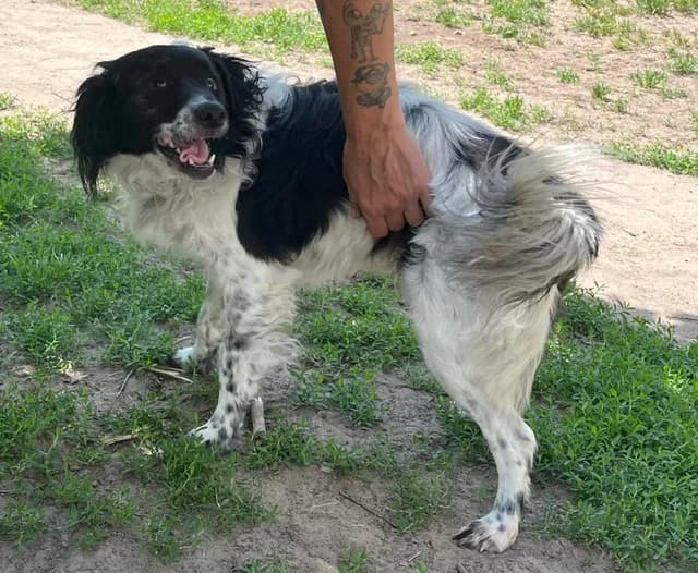 Ubul, male 5yo Mixed Breed for adoption at Pfotenhilfe-Ungarn e.V., Schnarup-Thumby