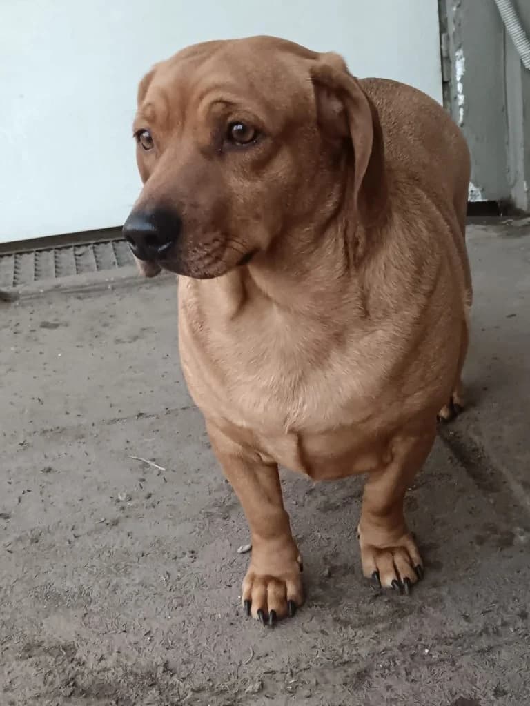 Bence, male 4yo Dachshund for adoption at Pfotenhilfe-Ungarn e.V., Schnarup-Thumby