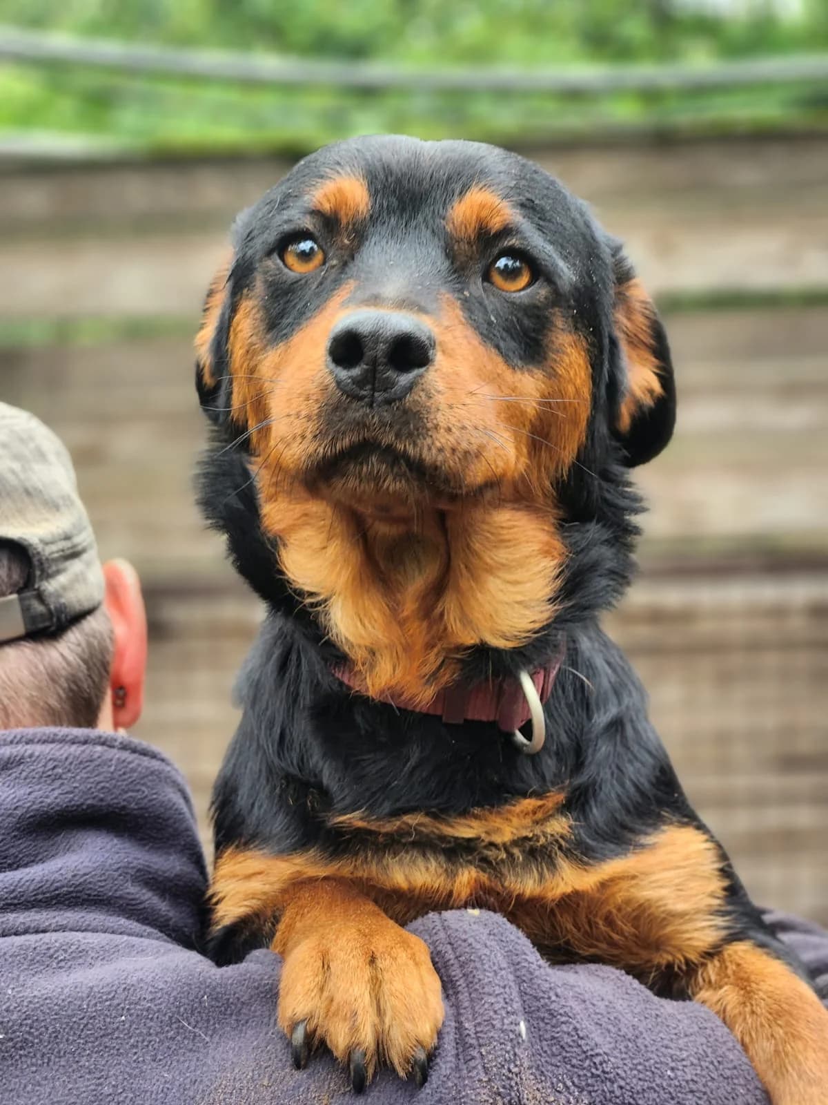 Bitte spenden Sie hier, female 3yo Mixed Breed for adoption at Pfotenhilfe-Ungarn e.V., Schnarup-Thumby