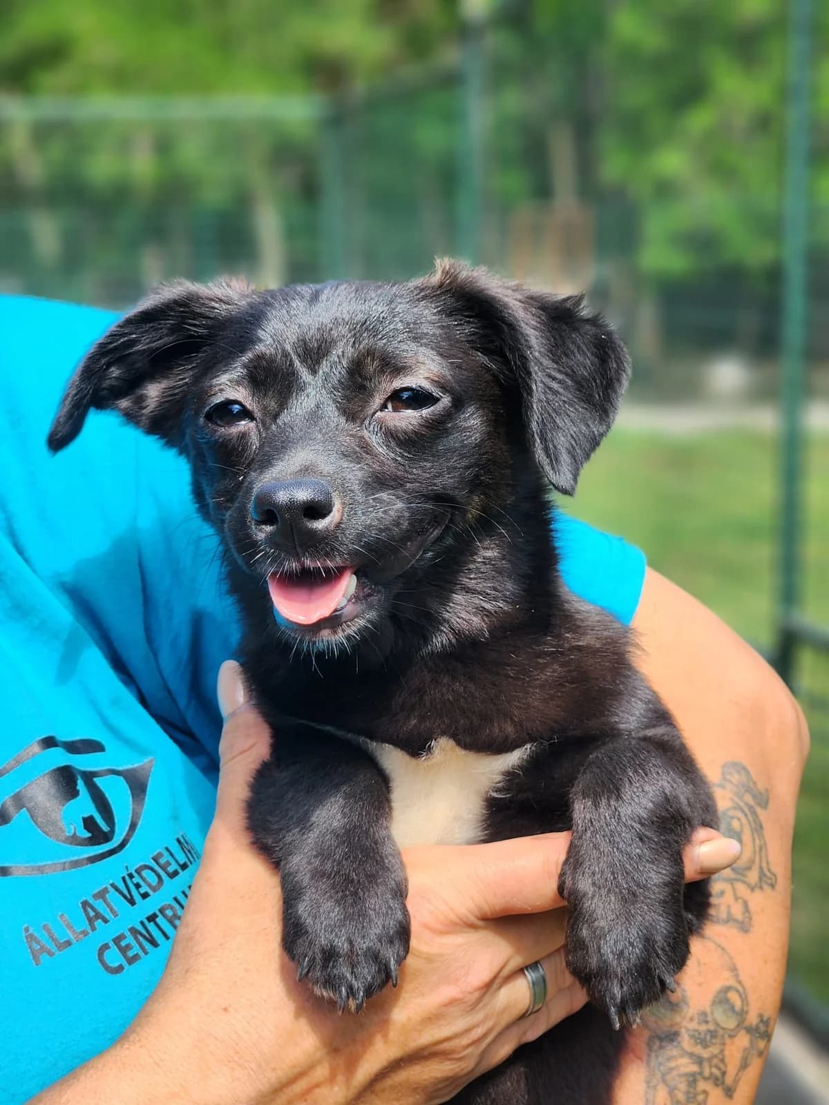 Bitte spenden Sie hier, female puppy Mixed Breed for adoption at Pfotenhilfe-Ungarn e.V., Schnarup-Thumby