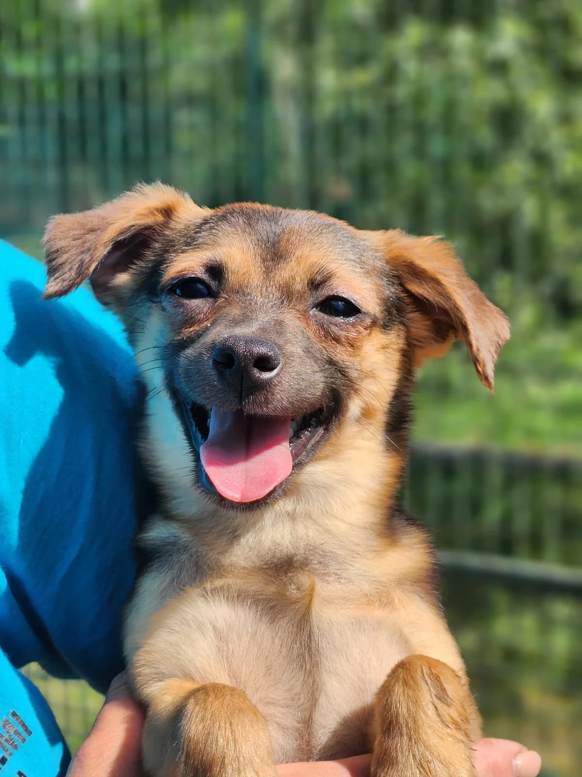 Bitte spenden Sie hier, female puppy Mixed Breed for adoption at Pfotenhilfe-Ungarn e.V., Schnarup-Thumby
