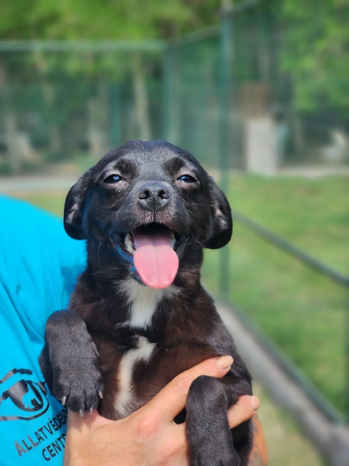 Bitte spenden Sie hier, male puppy Mixed Breed for adoption at Pfotenhilfe-Ungarn e.V., Schnarup-Thumby