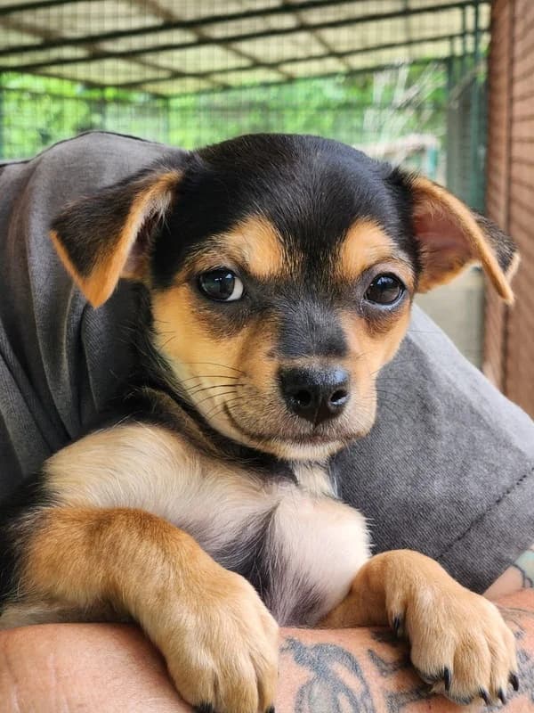 Bitte spenden Sie hier, female puppy Mixed Breed for adoption at Pfotenhilfe-Ungarn e.V., Schnarup-Thumby