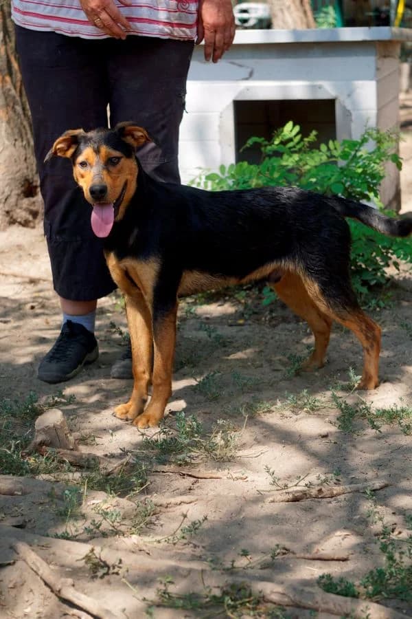 Marwin, male young Mixed Breed for adoption at Pfotenhilfe-Ungarn e.V., Schnarup-Thumby