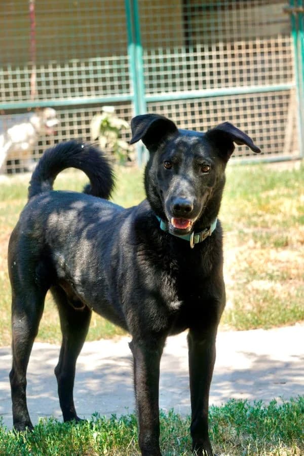 Marci, male young Mixed Breed for adoption at Pfotenhilfe-Ungarn e.V., Schnarup-Thumby