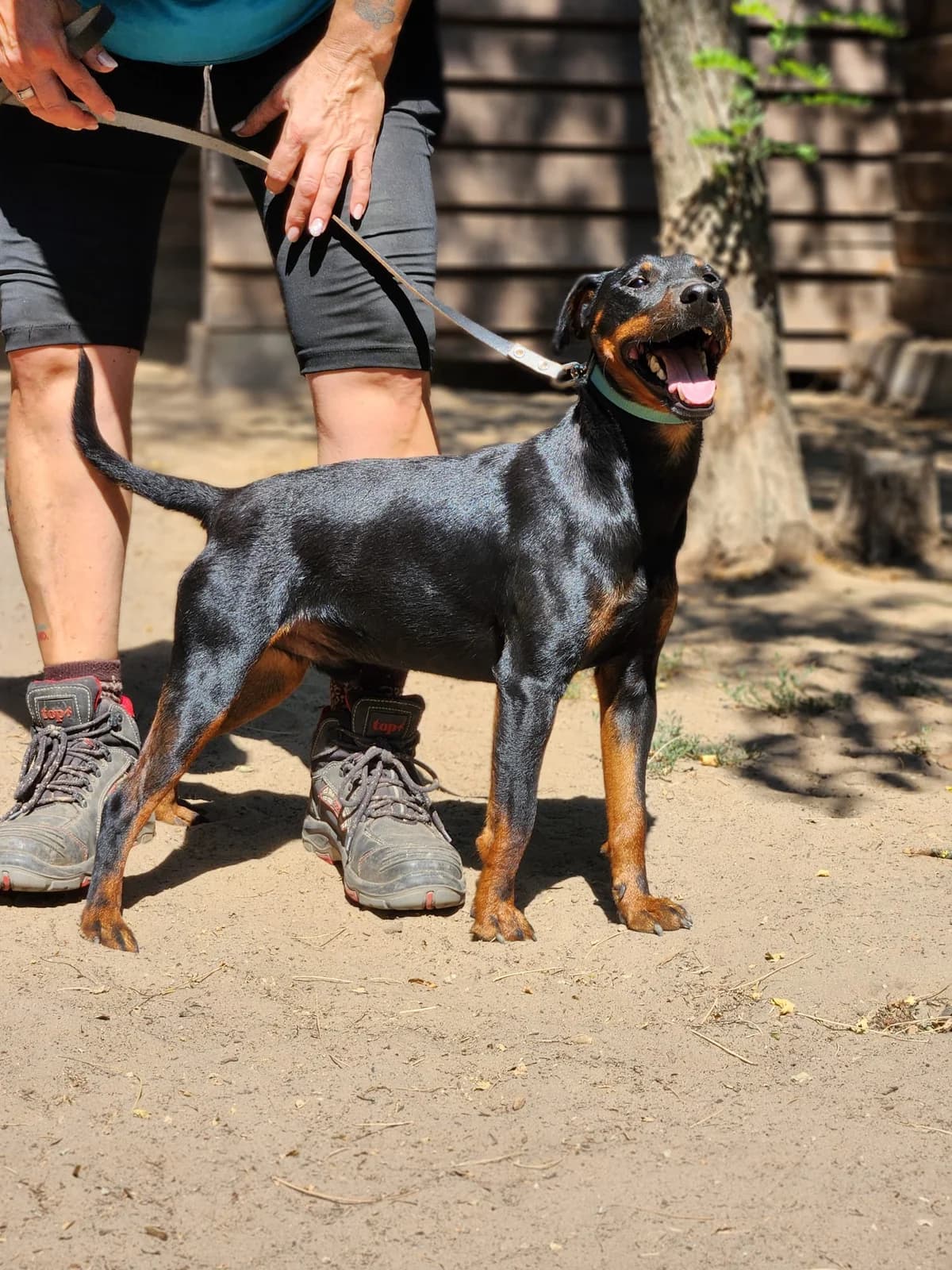 Ricky, male young Mixed Breed for adoption at Pfotenhilfe-Ungarn e.V., Schnarup-Thumby
