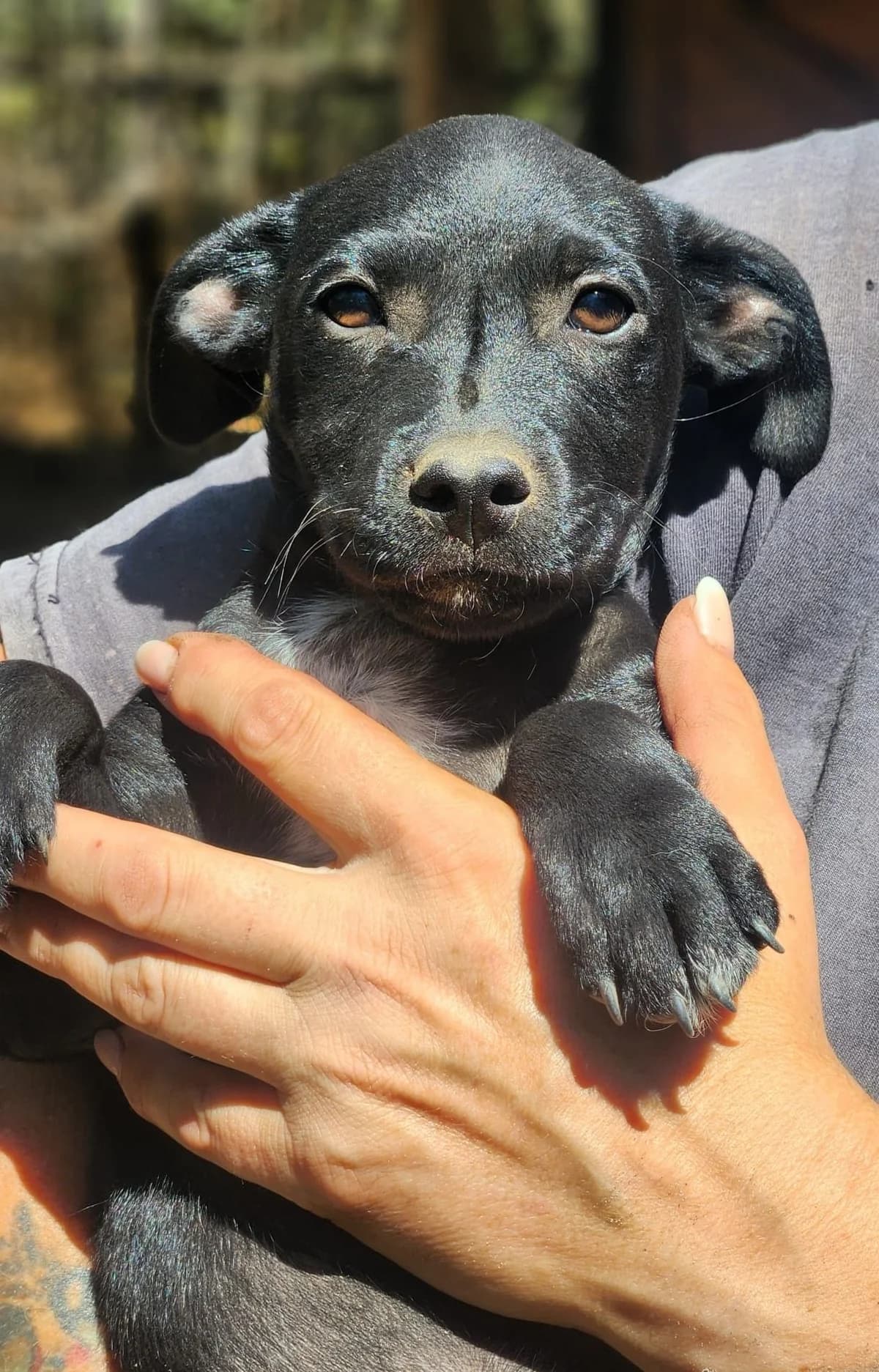 Bitte spenden Sie hier, male puppy Mixed Breed for adoption at Pfotenhilfe-Ungarn e.V., Schnarup-Thumby