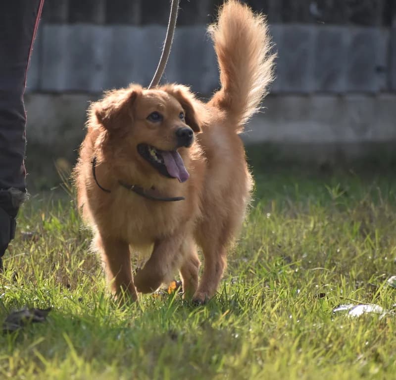 Bitte spenden Sie hier, male 6yo Mixed Breed for adoption at Pfotenhilfe-Ungarn e.V., Schnarup-Thumby