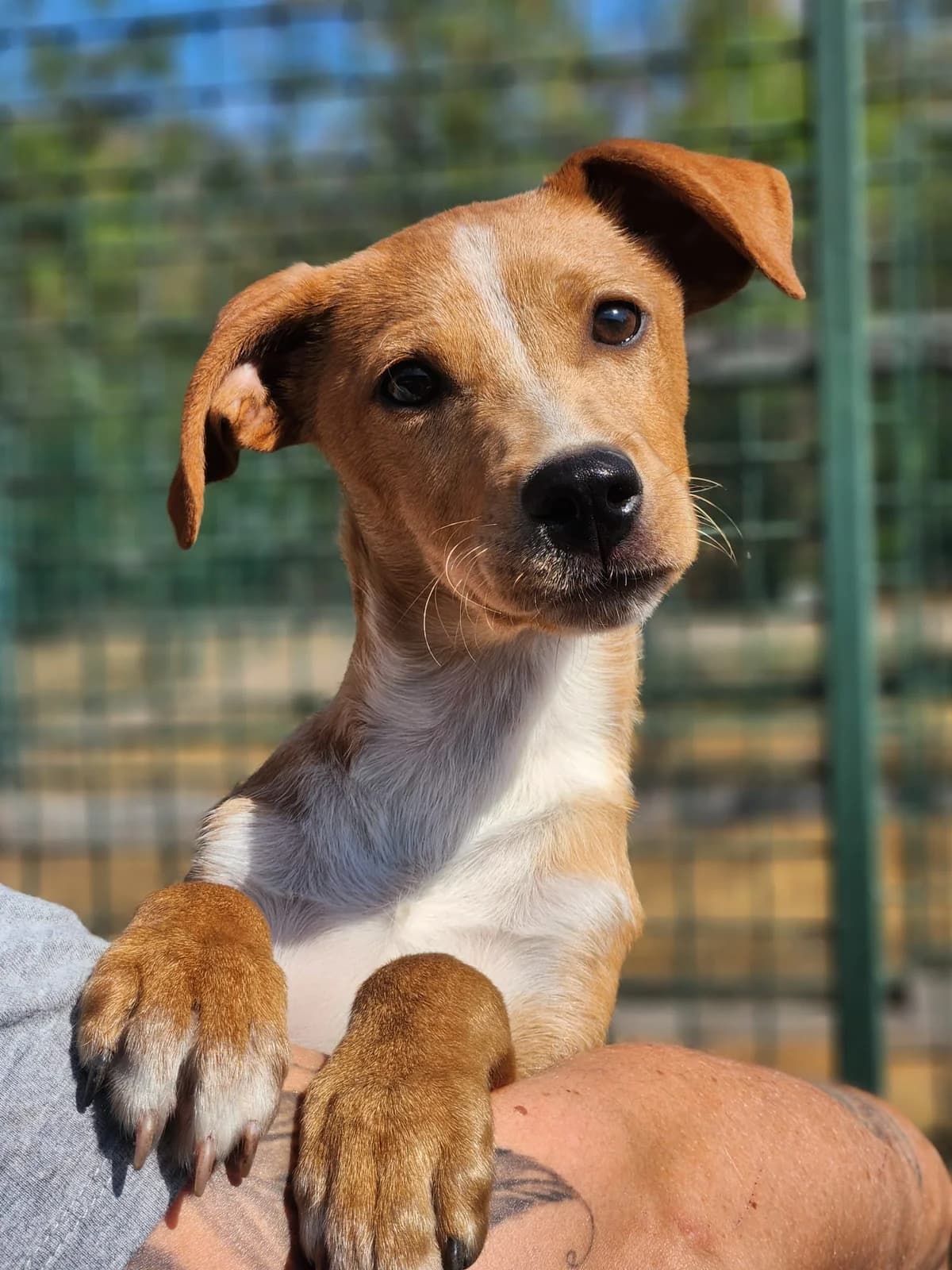 Bitte spenden Sie hier, male puppy Mixed Breed for adoption at Pfotenhilfe-Ungarn e.V., Schnarup-Thumby