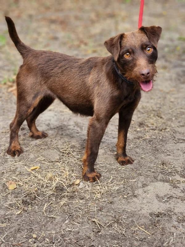 Dog, female young Mixed Breed for adoption at Pfotenhilfe-Ungarn e.V., Schnarup-Thumby