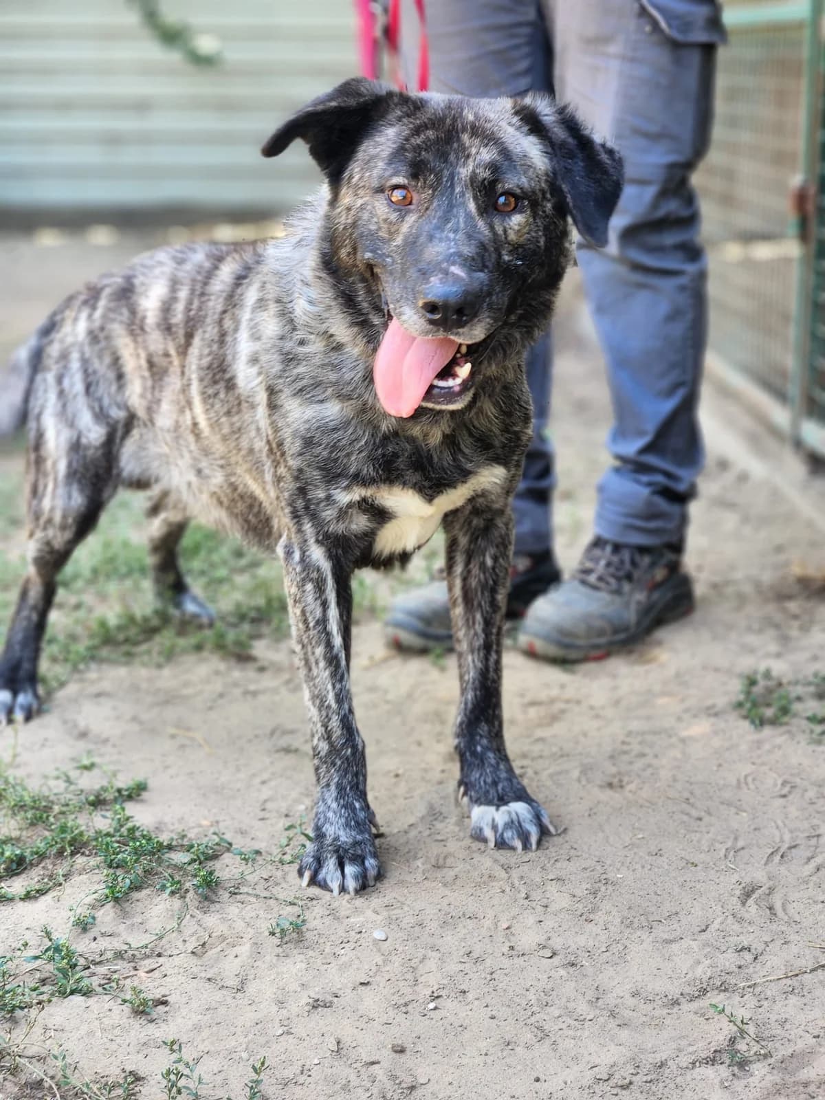 Falko, male young Mixed Breed for adoption at Pfotenhilfe-Ungarn e.V., Schnarup-Thumby