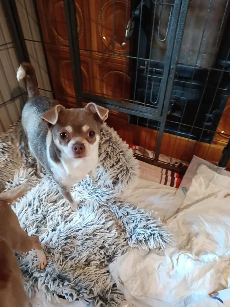 Cleo, female Chihuahua for adoption at PFOTENRETTUNG grenzenlos, Planegg