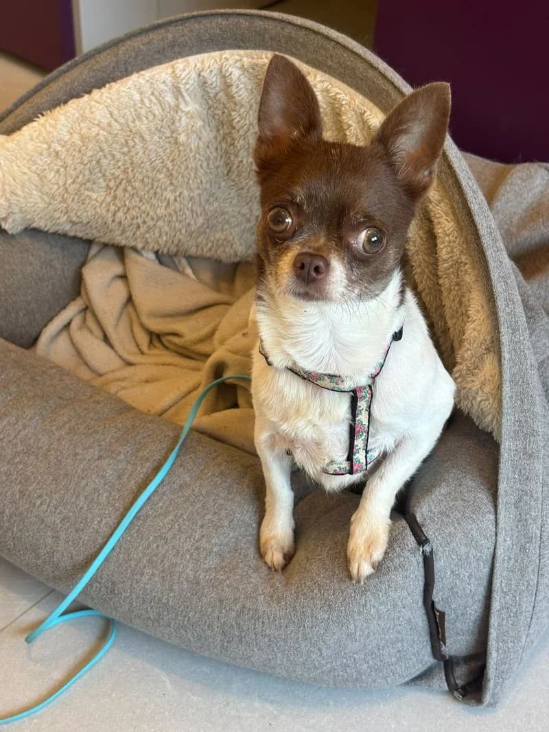 Rubi, female 5yo Chihuahua for adoption at PFOTENRETTUNG grenzenlos, Planegg