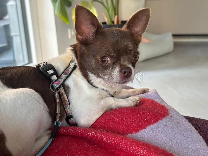 Rubi, female 5yo Chihuahua for adoption at PFOTENRETTUNG grenzenlos, Planegg