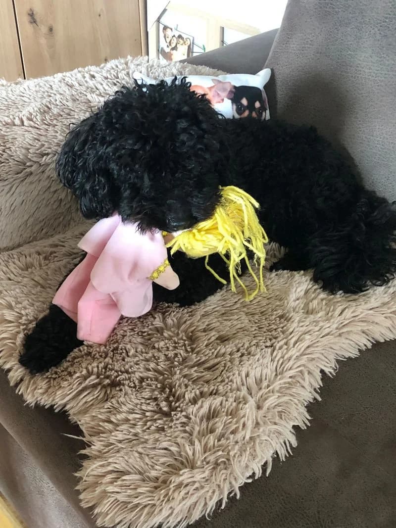 Felix, male young Poodle for adoption at PFOTENRETTUNG grenzenlos, Planegg