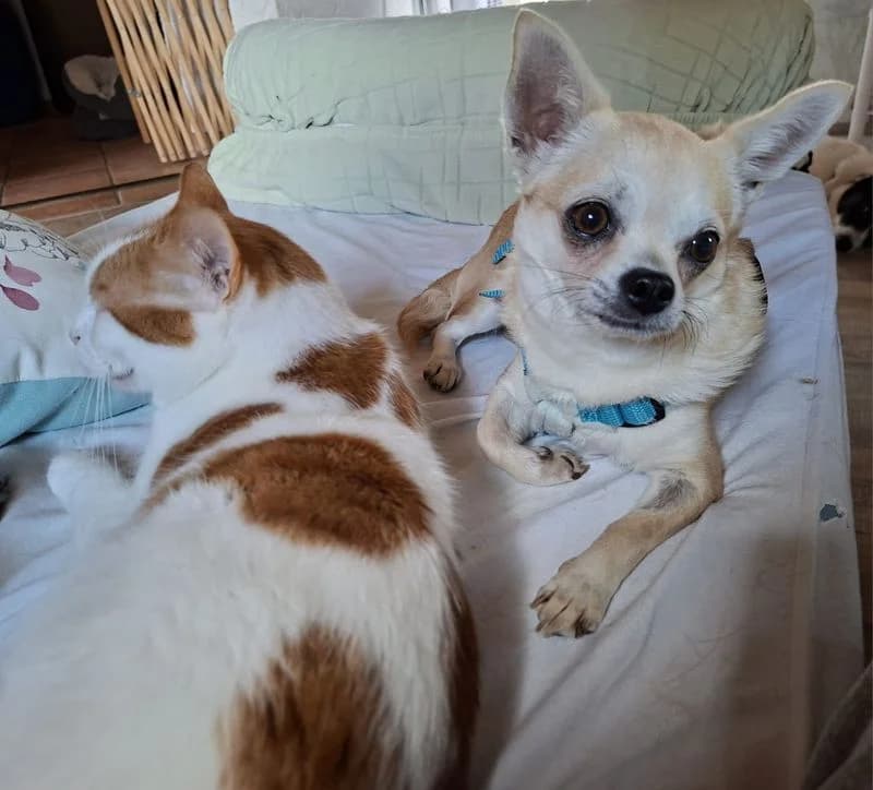 Iza, female 4yo Chihuahua for adoption at PFOTENRETTUNG grenzenlos, Planegg