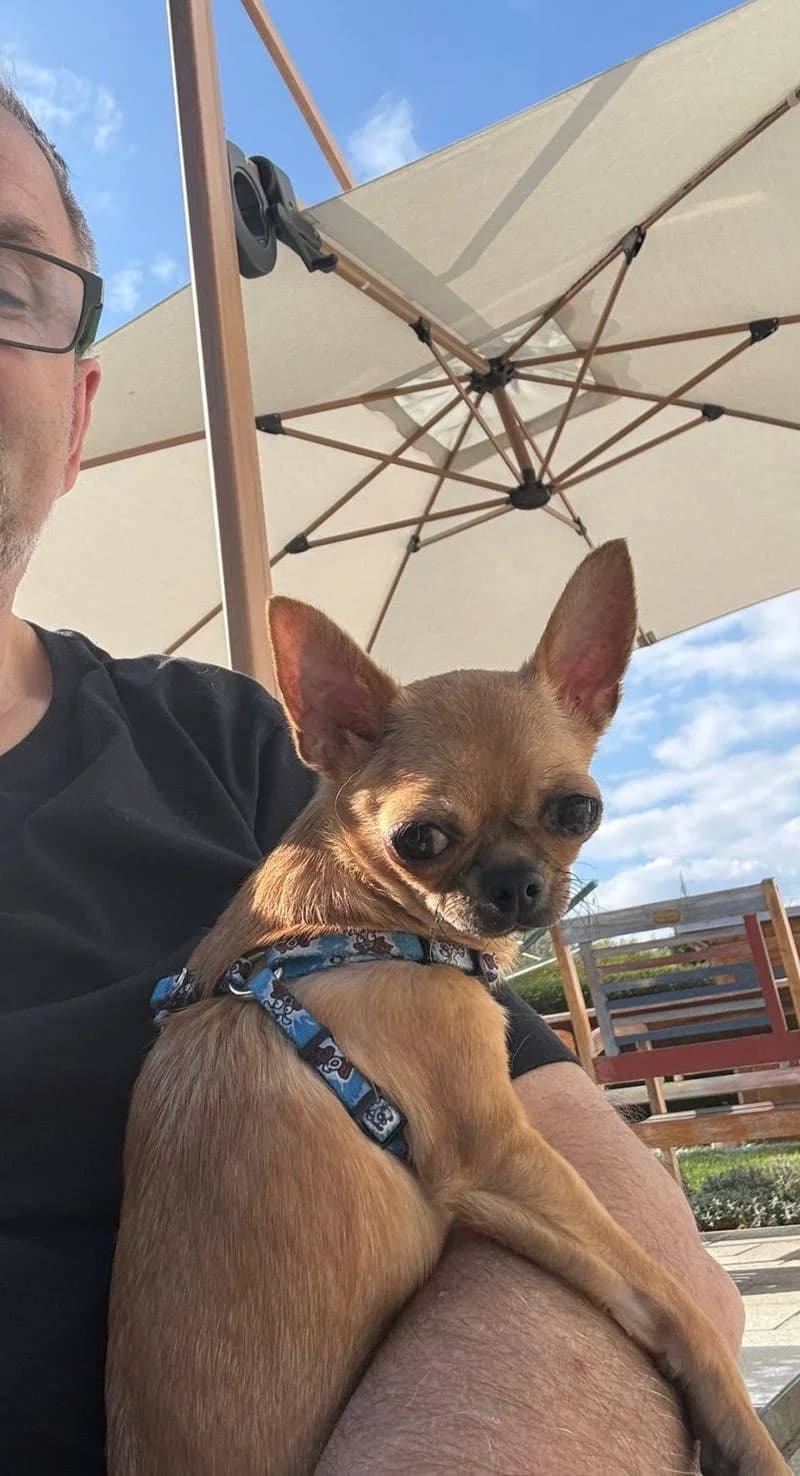 Sofi, female young Chihuahua for adoption at PFOTENRETTUNG grenzenlos, Planegg