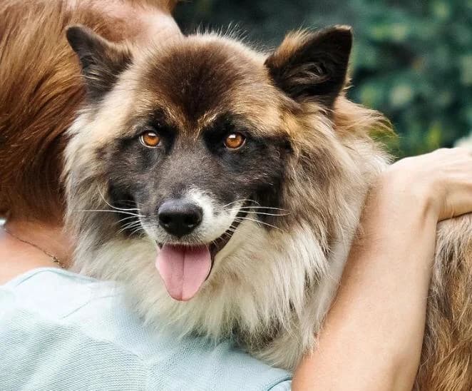 Alma, female 3yo Mixed Breed for adoption at Pfotenvermittlung e.V., Rott am Inn