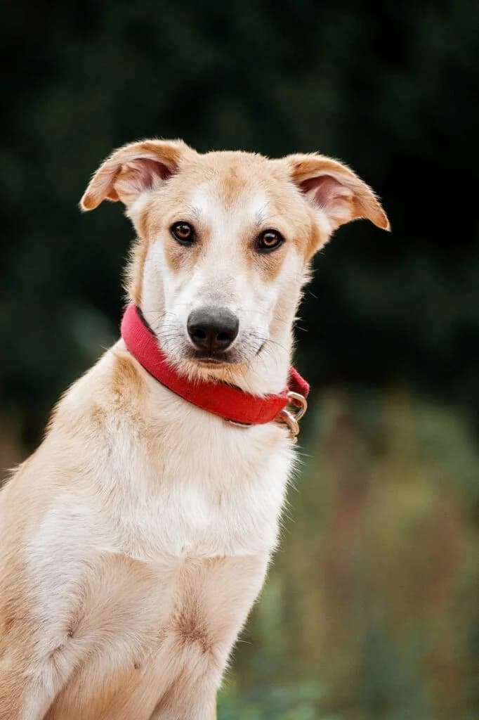 Arames, male Mixed Breed for adoption at Pfotenvermittlung e.V., Rott am Inn