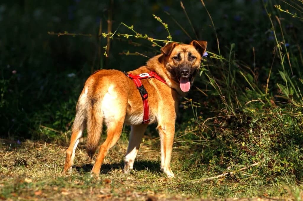 Ariel, female Mixed Breed for adoption at Pfotenvermittlung e.V., Rott am Inn