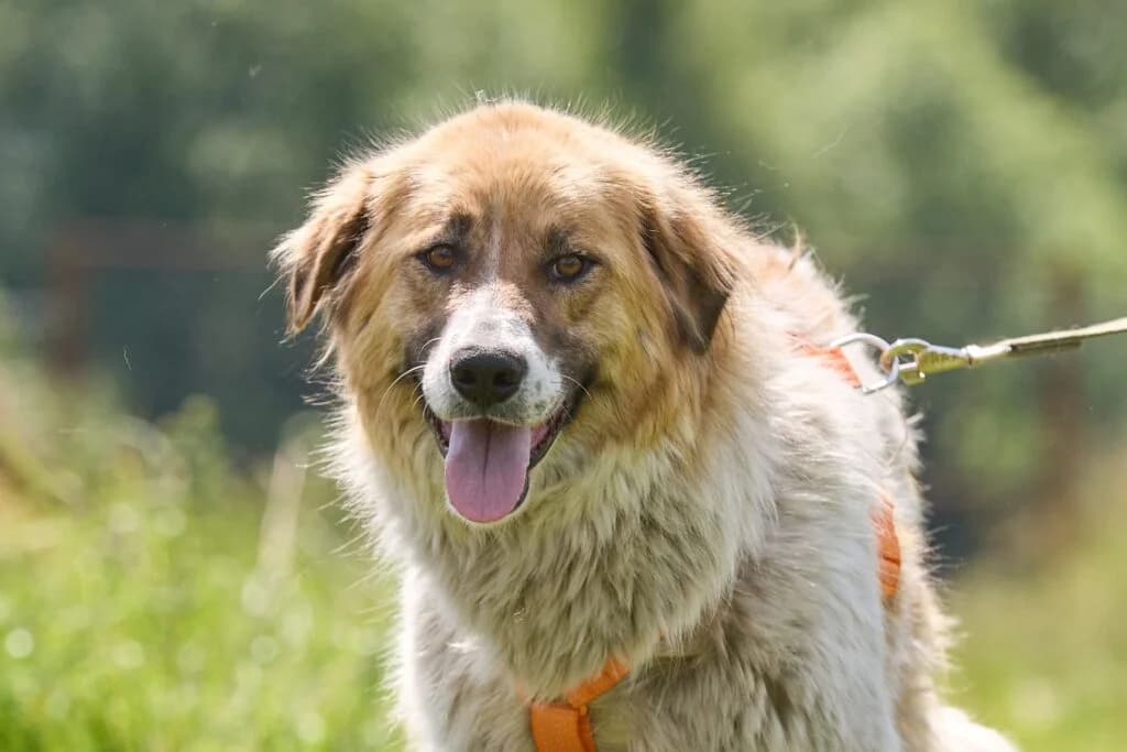 Beiba, female Mixed Breed for adoption at Pfotenvermittlung e.V., Rott am Inn