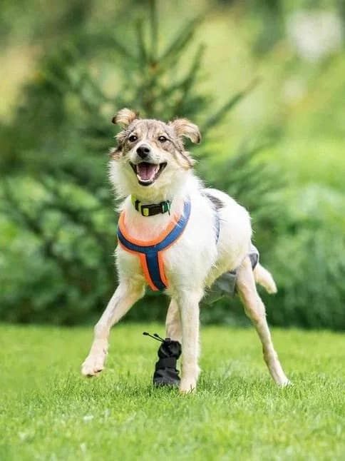 Belka, female Mixed Breed for adoption at Pfotenvermittlung e.V., Rott am Inn