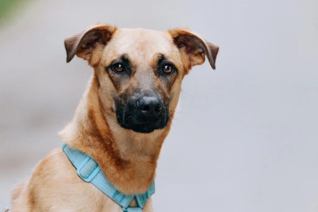 Bonya, female Mixed Breed for adoption at Pfotenvermittlung e.V., Rott am Inn