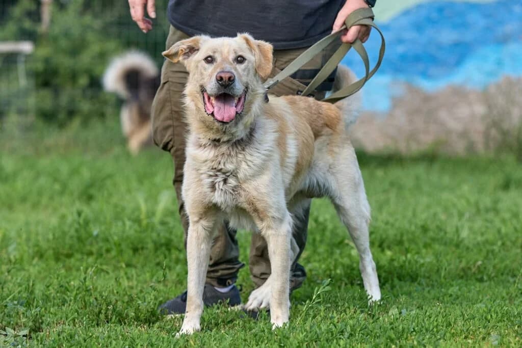 Butch, male Mixed Breed for adoption at Pfotenvermittlung e.V., Rott am Inn