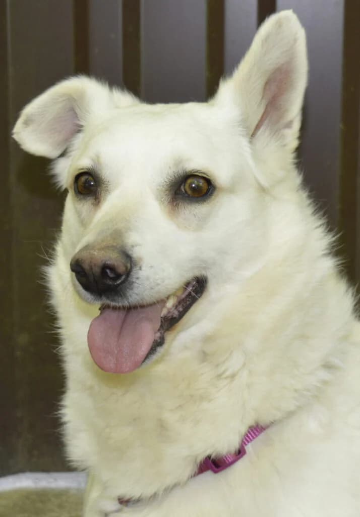 Caprice, female 5yo Mixed Breed for adoption at Pfotenvermittlung e.V., Rott am Inn