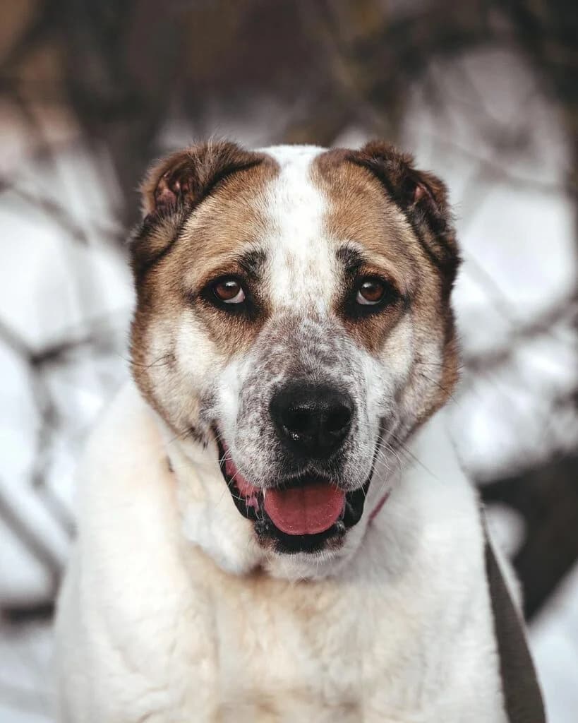 Chara, female Mixed Breed for adoption at Pfotenvermittlung e.V., Rott am Inn