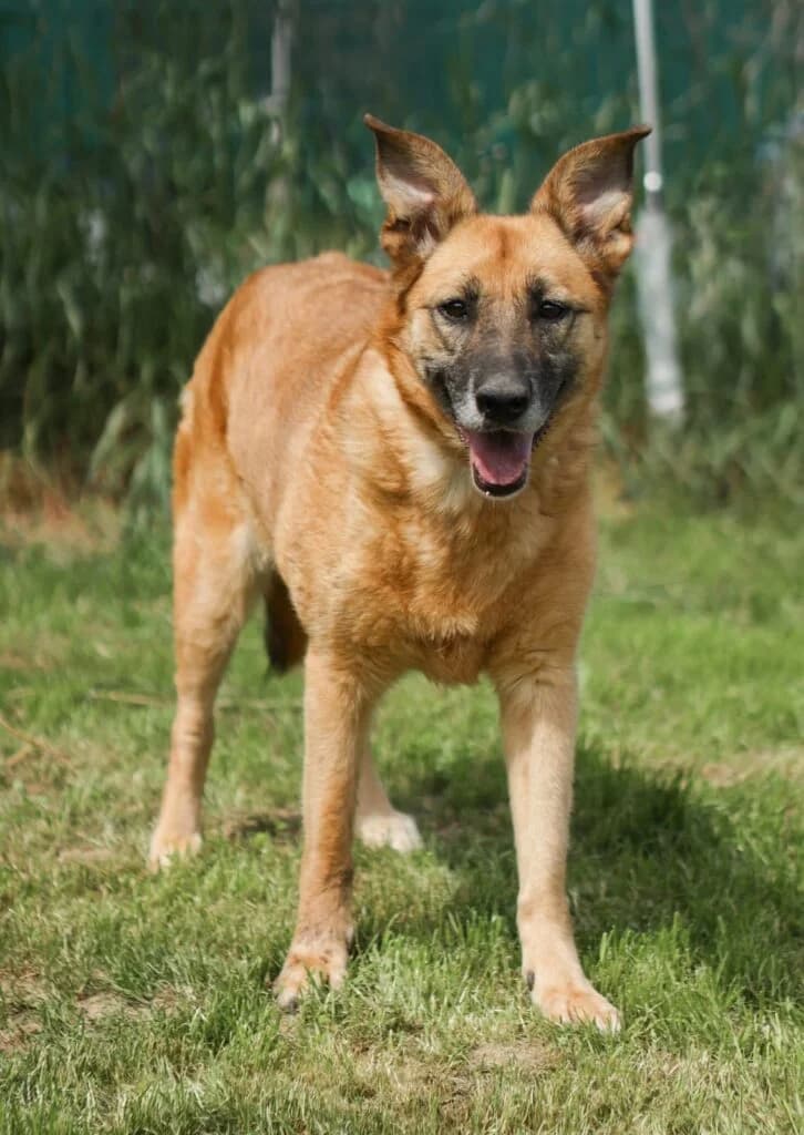 Cherry, female Mixed Breed for adoption at Pfotenvermittlung e.V., Rott am Inn