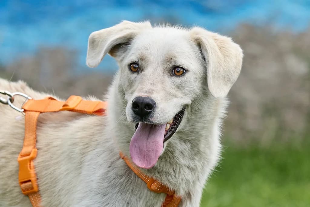 Chesna, female Mixed Breed for adoption at Pfotenvermittlung e.V., Rott am Inn