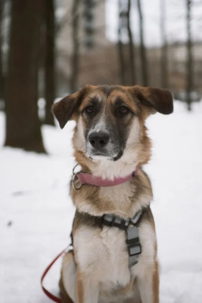 Dina, female Mixed Breed for adoption at Pfotenvermittlung e.V., Rott am Inn