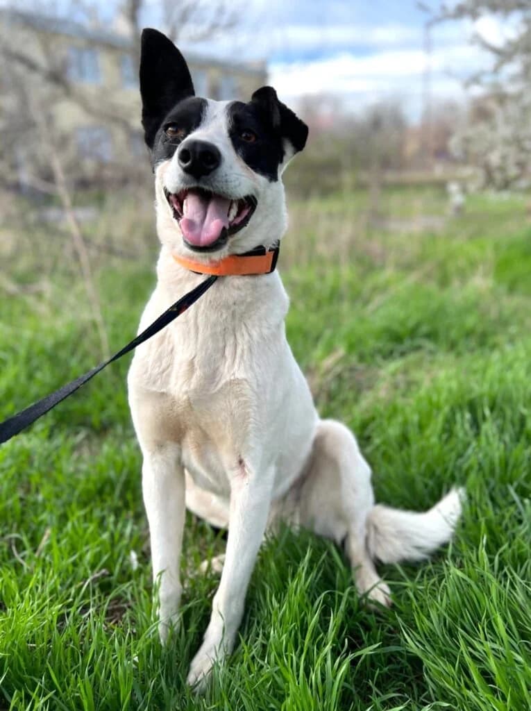 Elsa, female Mixed Breed for adoption at Pfotenvermittlung e.V., Rott am Inn