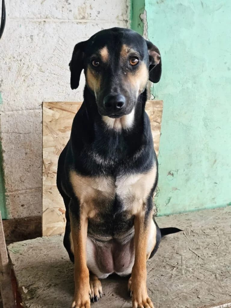 Esmi, female puppy Mixed Breed for adoption at Pfotenvermittlung e.V., Rott am Inn