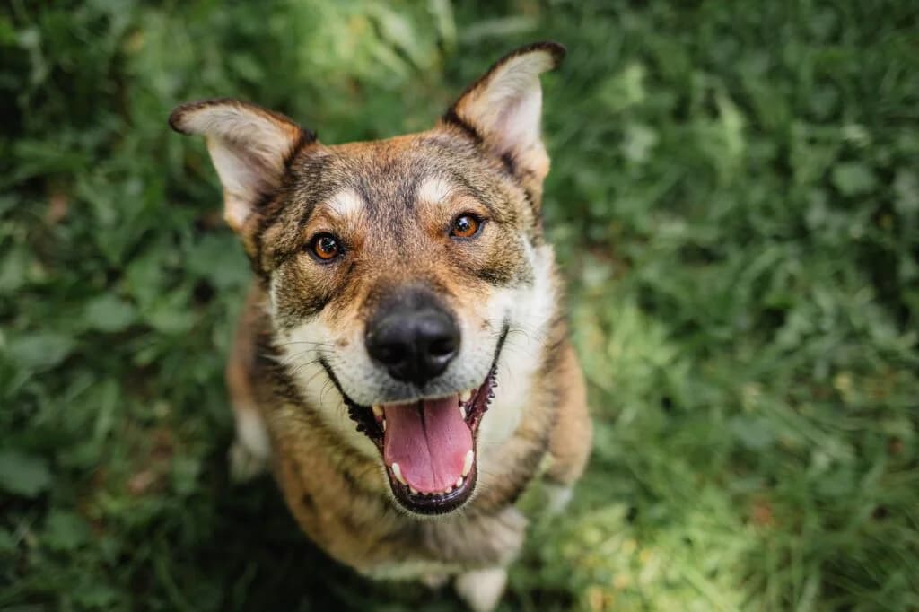 Fanny, female Mixed Breed for adoption at Pfotenvermittlung e.V., Rott am Inn