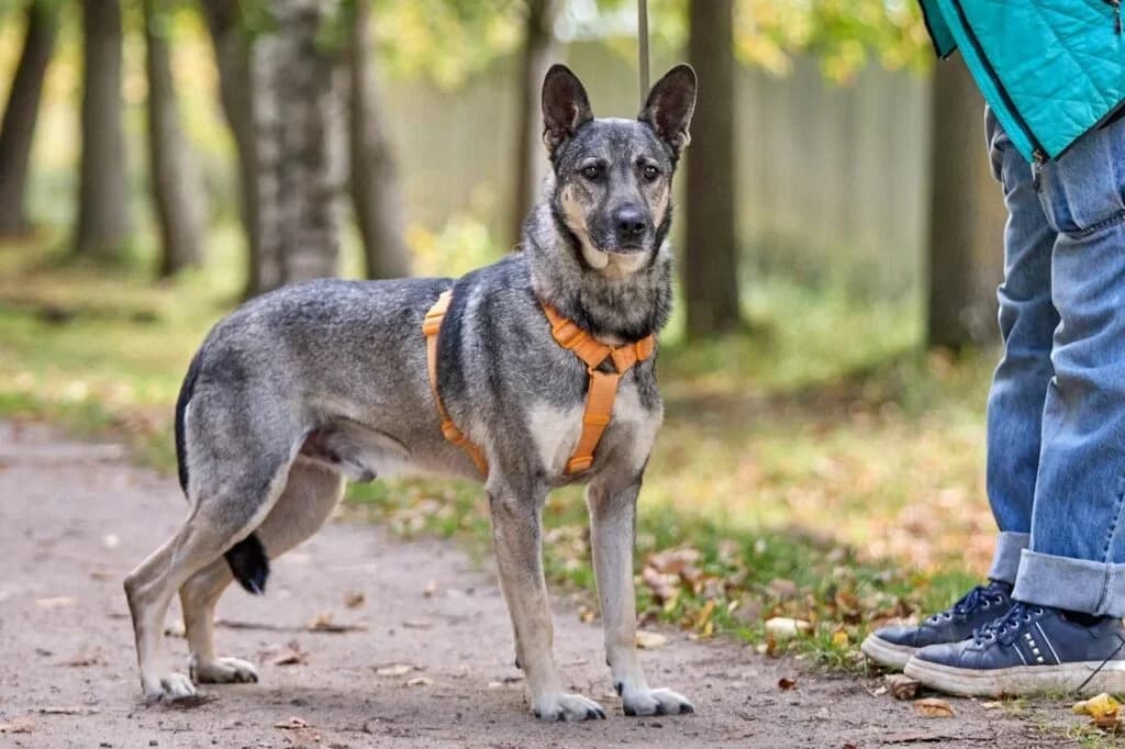 Fillya, male Mixed Breed for adoption at Pfotenvermittlung e.V., Rott am Inn