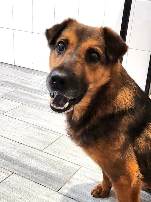 Foxy, female Mixed Breed for adoption at Pfotenvermittlung e.V., Rott am Inn