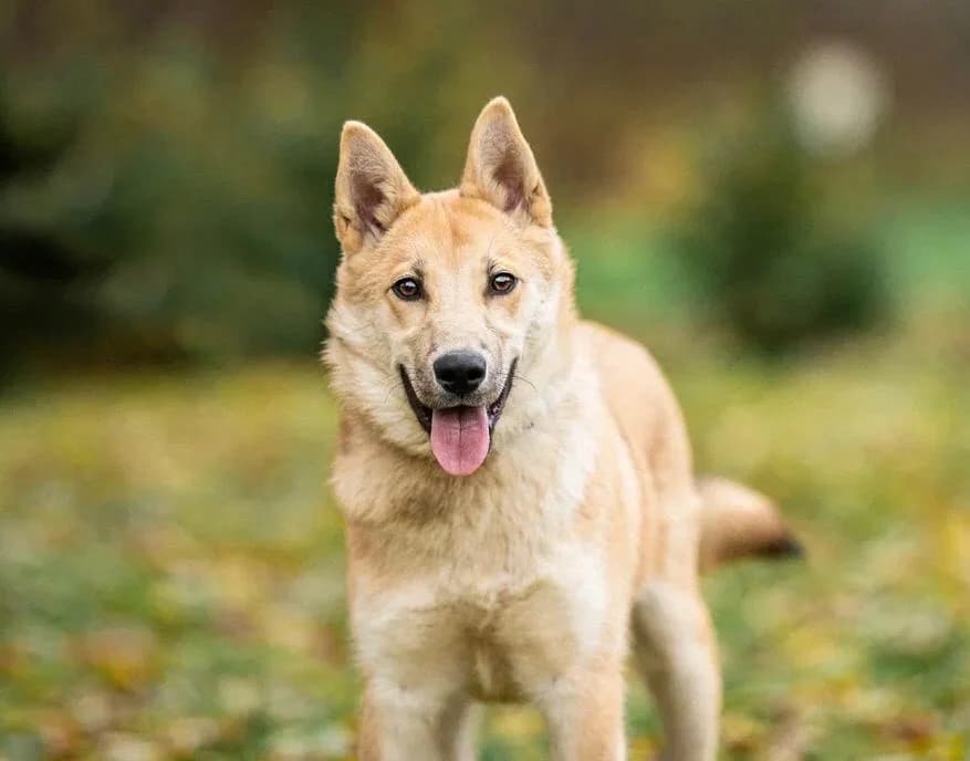 Foxy, female Mixed Breed for adoption at Pfotenvermittlung e.V., Rott am Inn
